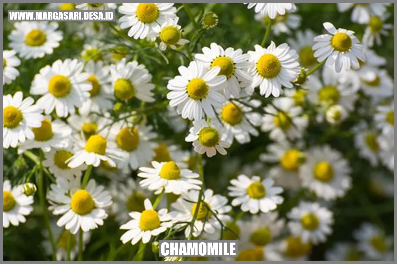 Gambar Chamomile