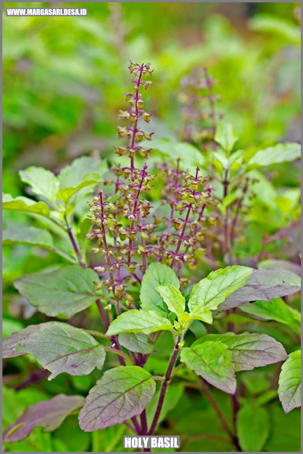 Gambar Holy Basil