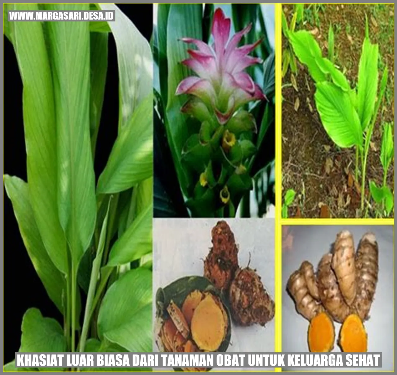 Daun Sambiloto