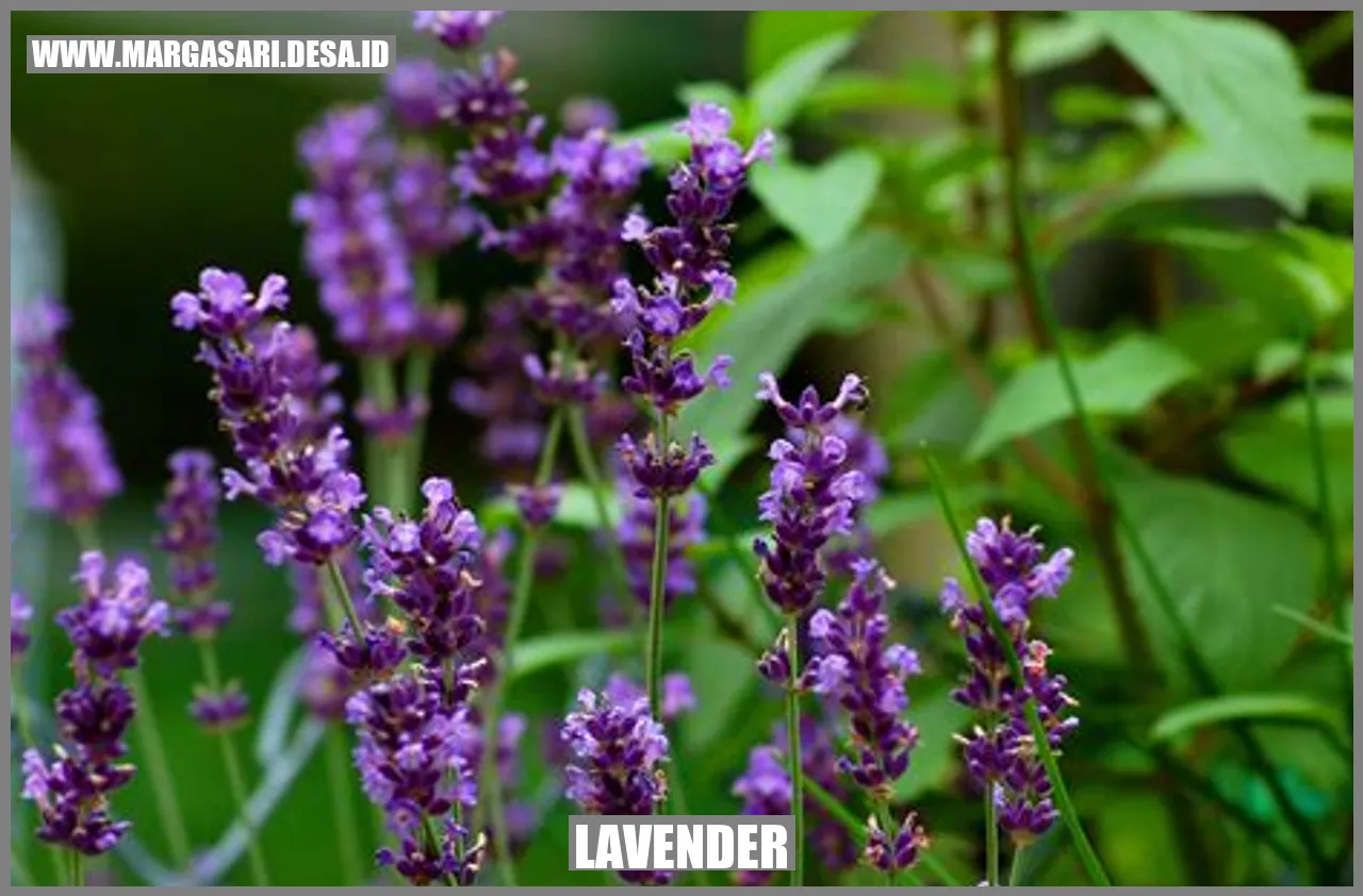 Gambar Lavender