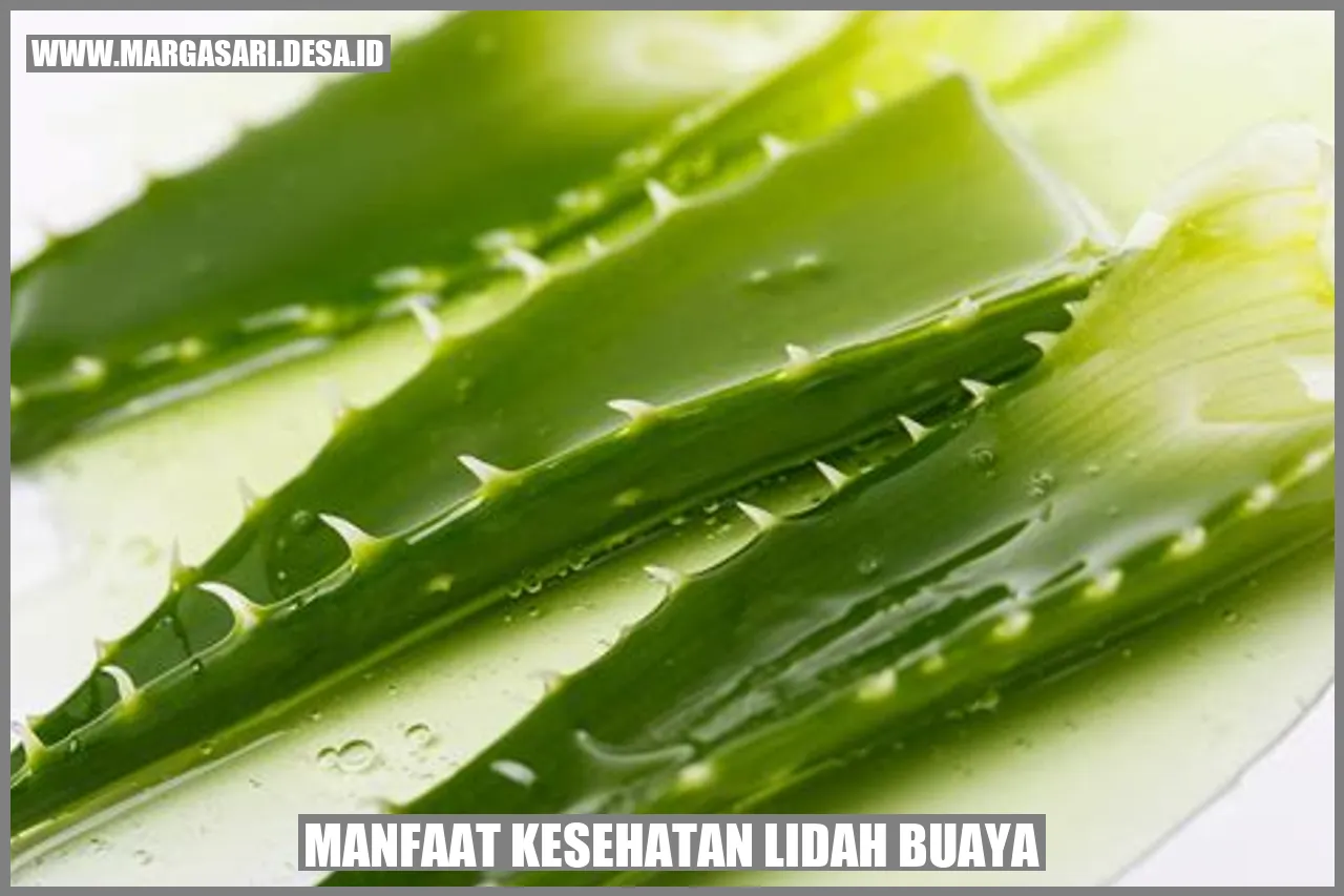 Lidah Buaya