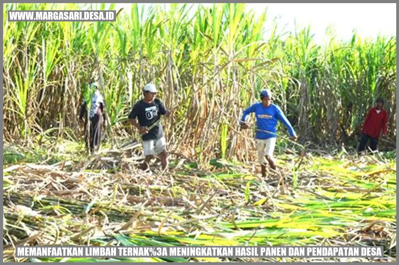 Memanfaatkan Limbah Ternak: Meningkatkan Hasil Panen dan Pendapatan Desa