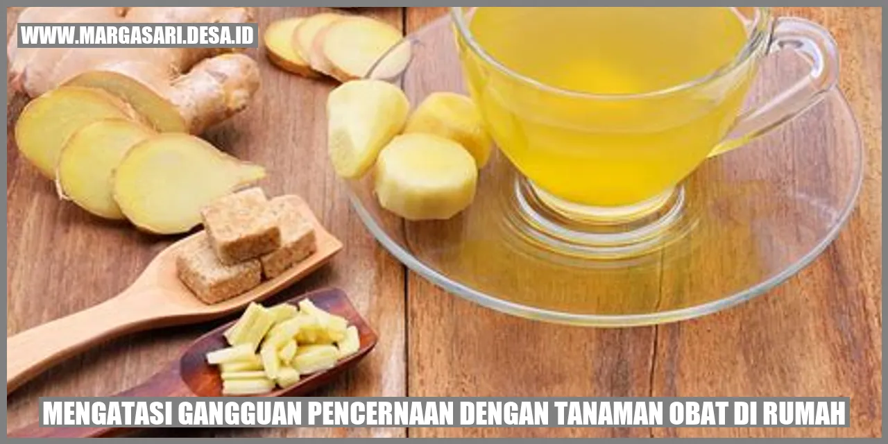 jamur tiram