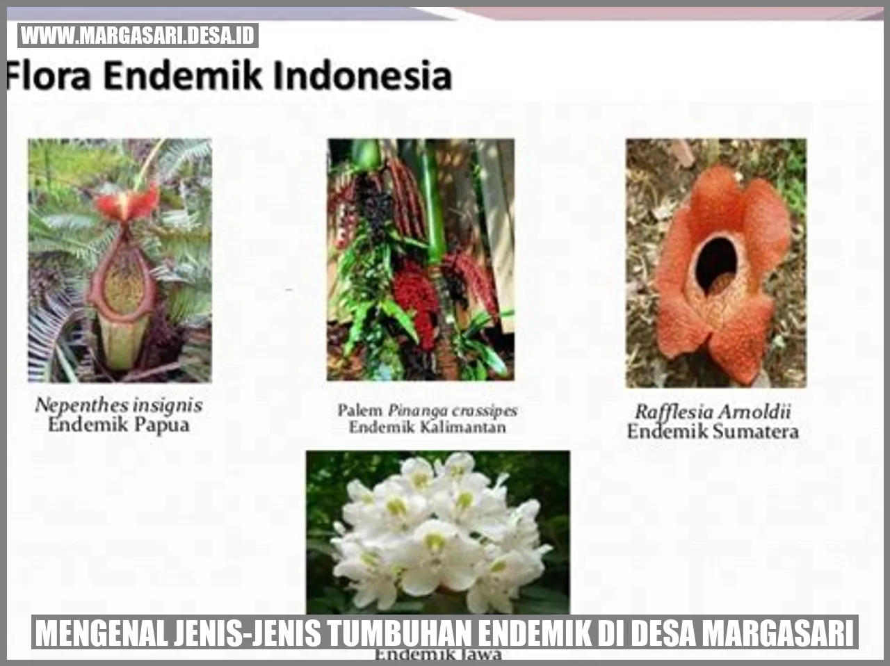 Gambar Tumbuhan