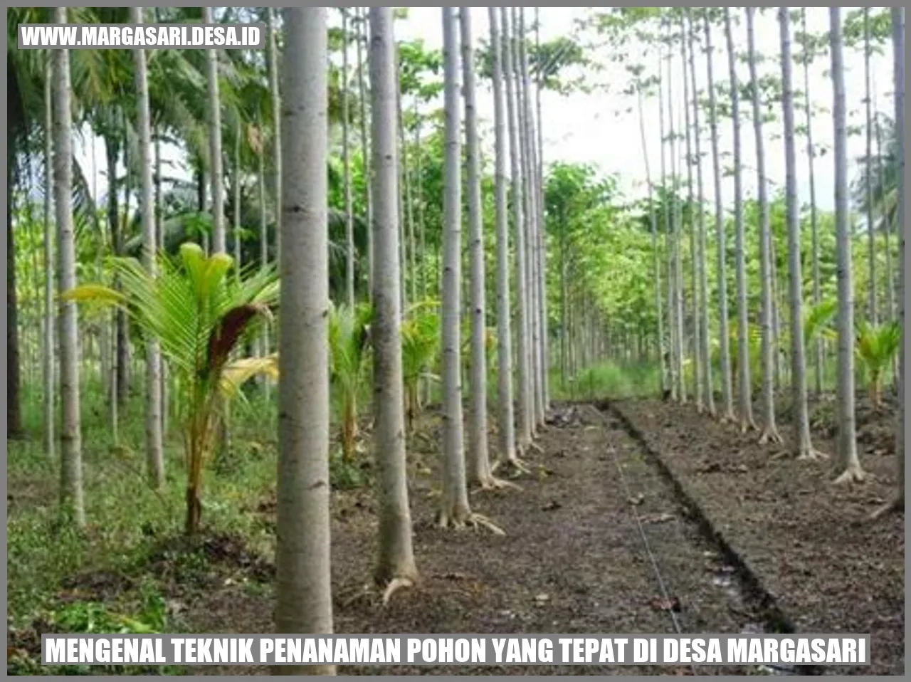 Teknik Persiapan Lahan