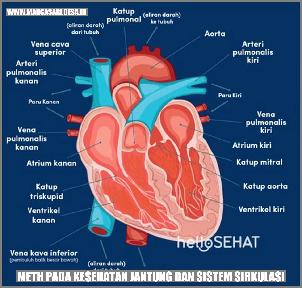 Gambar Meth pada Kesehatan Jantung dan Sistem Sirkulasi