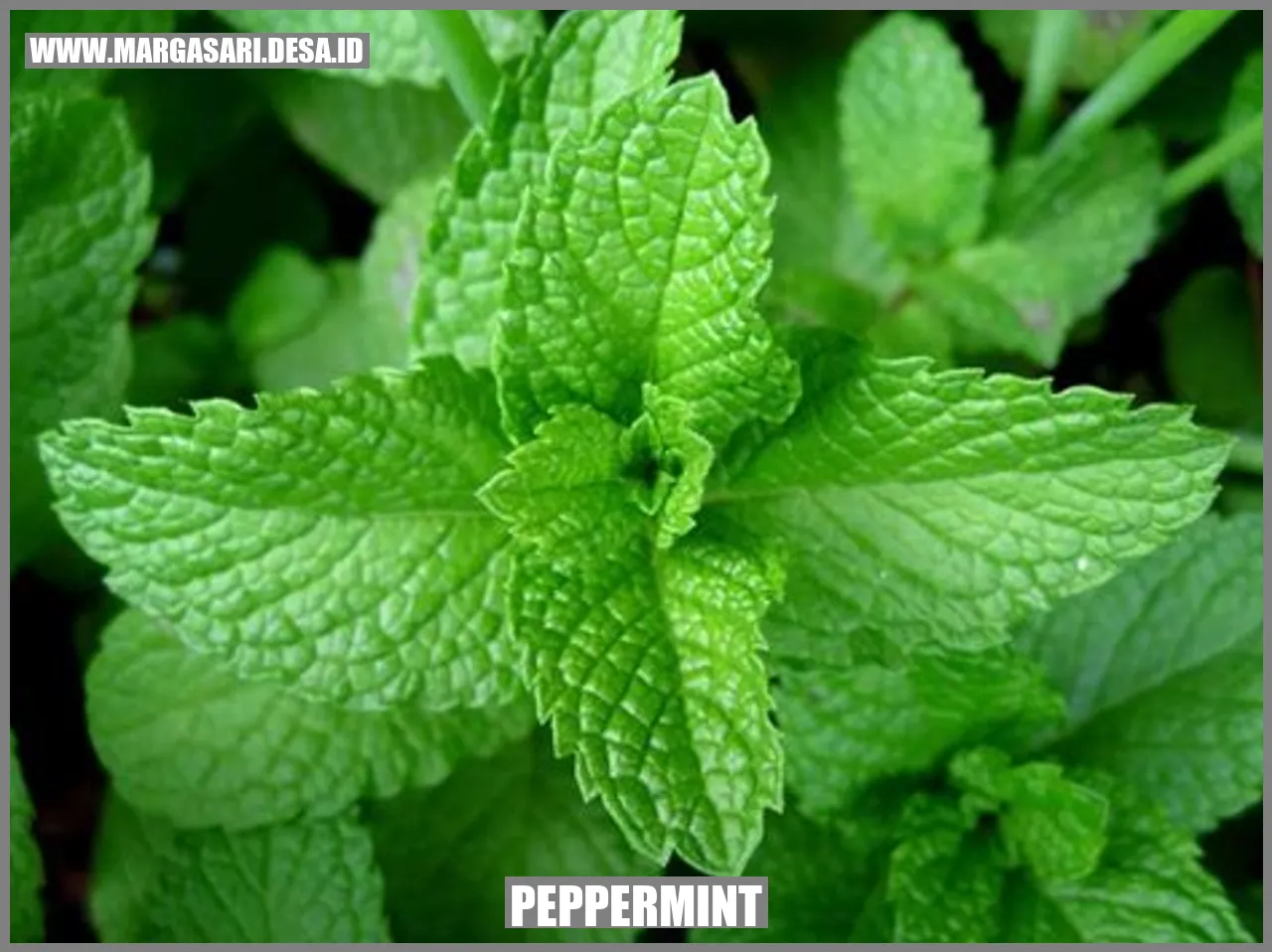 Gambar Peppermint