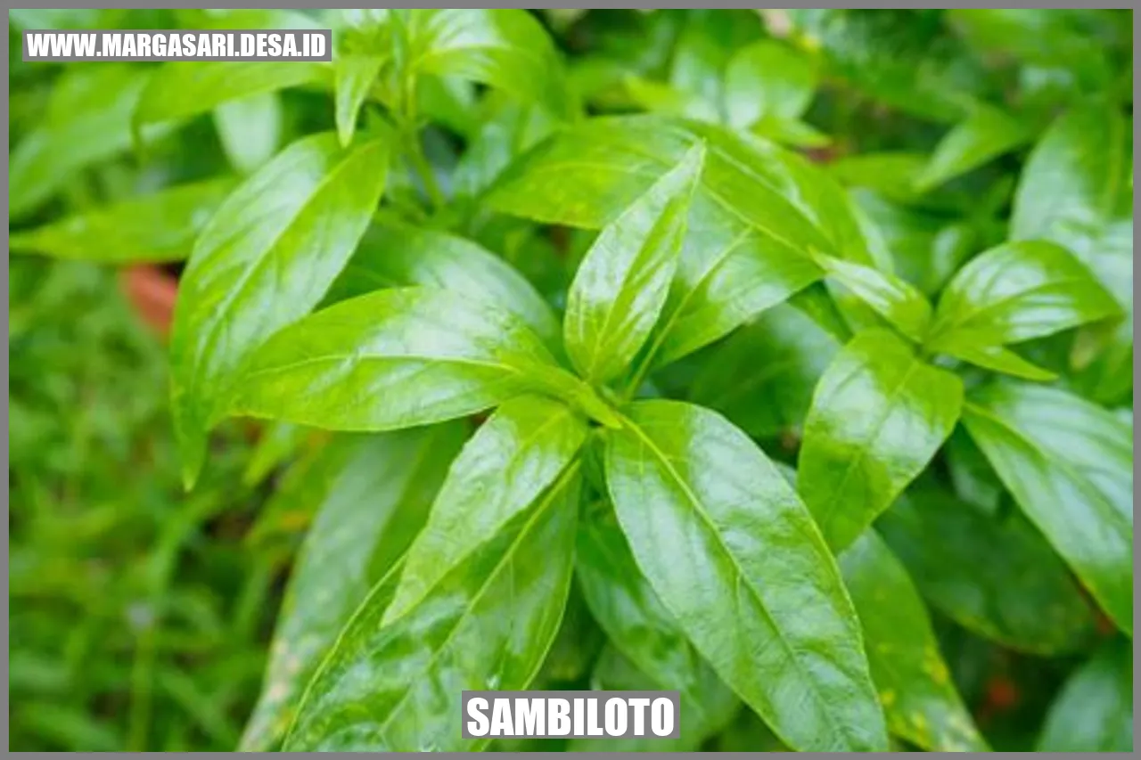 Gambar Sambiloto